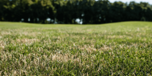 Aerating the Soil to Promote Healthy Roots