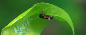 Beneficial Insects for Pest Control