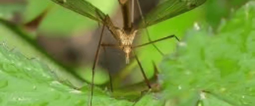 Managing Mosquitoes Tips for a Bite-Free Summer