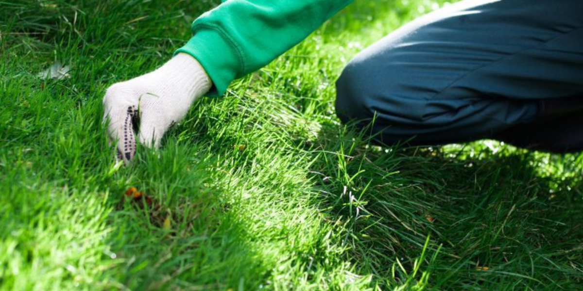 Winter Lawn Care Checklist 7 Essential Steps to Keep Your Grass Green