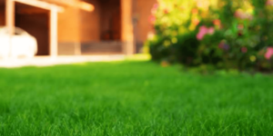 The Benefits of Investing in Your Lawn