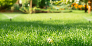 Common Lawn Problems and Their Best Fixes