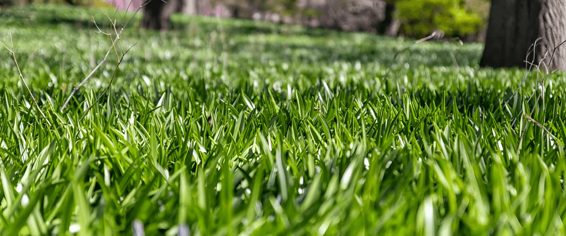 Cool-Season Grasses