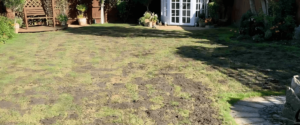 Lawn Renovation for Long-Term Health