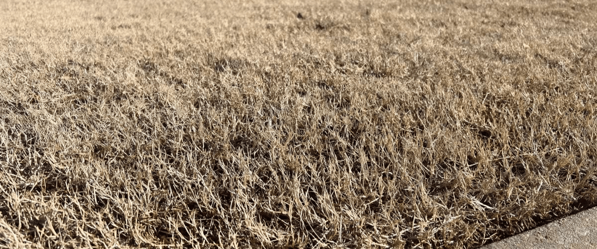 The Dormant Season for Bermuda Grass