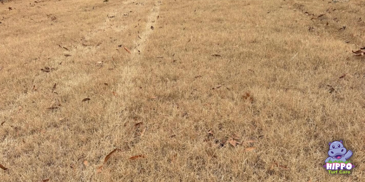 bermuda grass