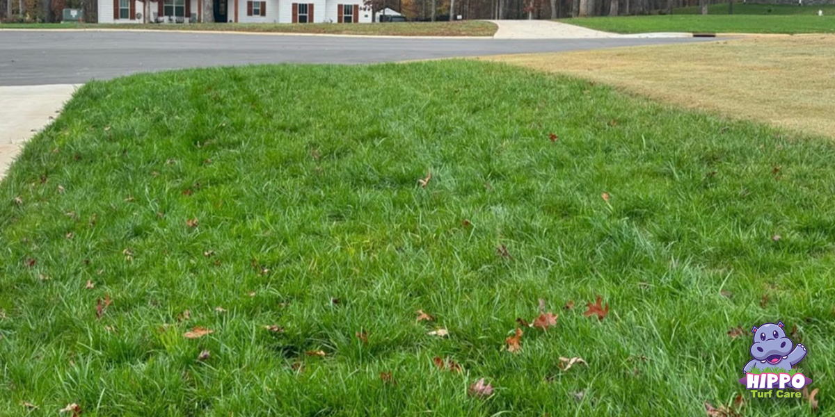 fescue grass