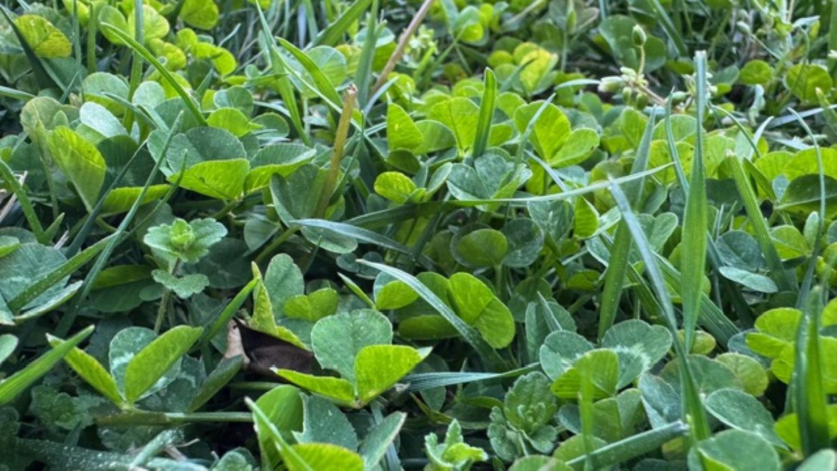 Spring Weed Control in York County, SC: What Every Homeowner Needs to Know