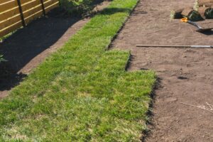 new sod care