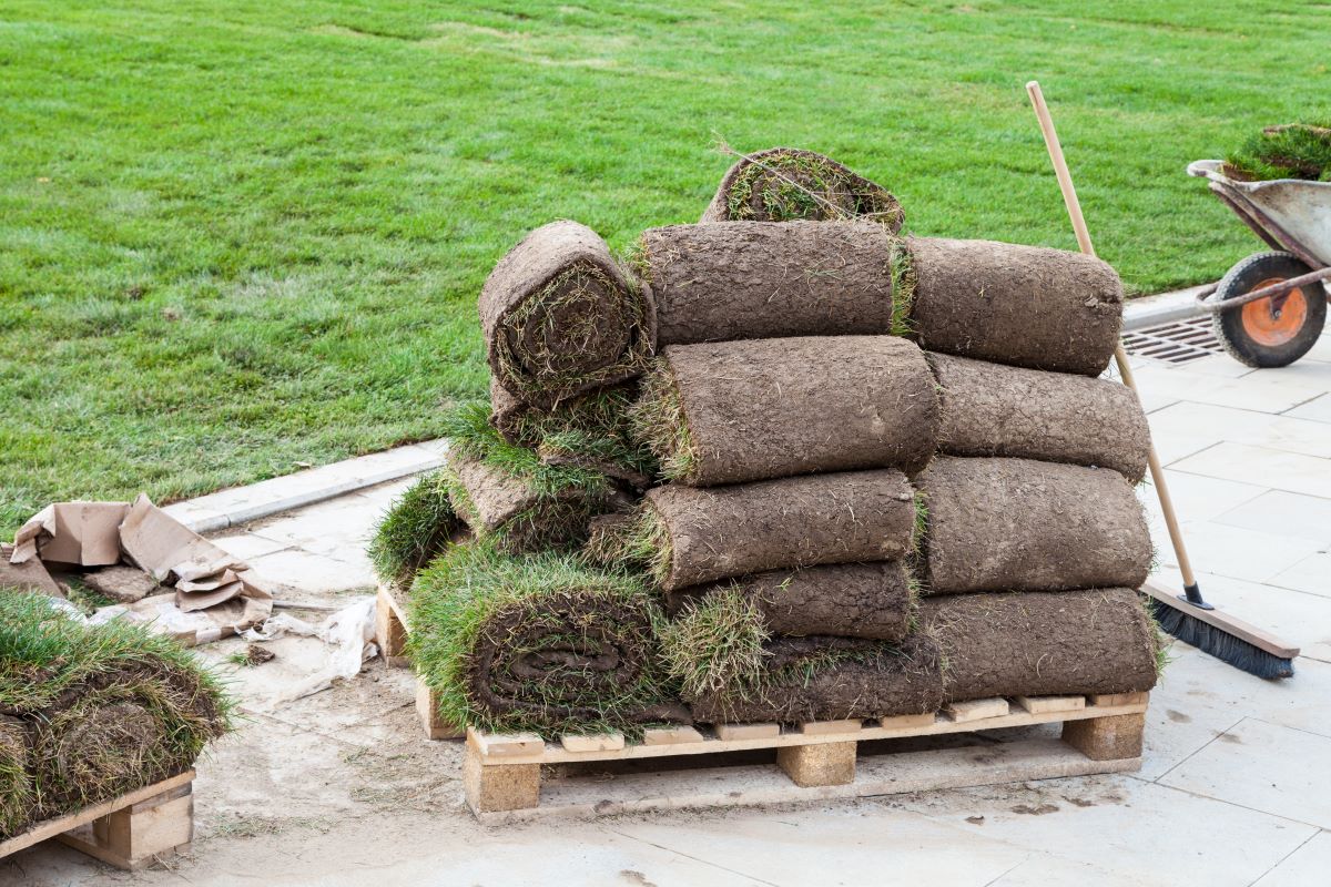 new sod care