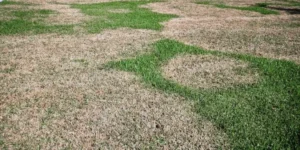 How to Control and Prevent Brown Patch Disease in York County & Lake Wylie, SC