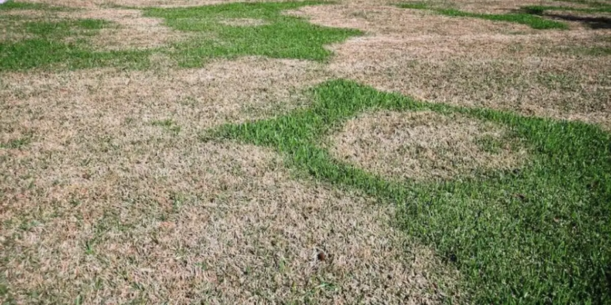 How to Control and Prevent Brown Patch Disease in York County & Lake Wylie, SC