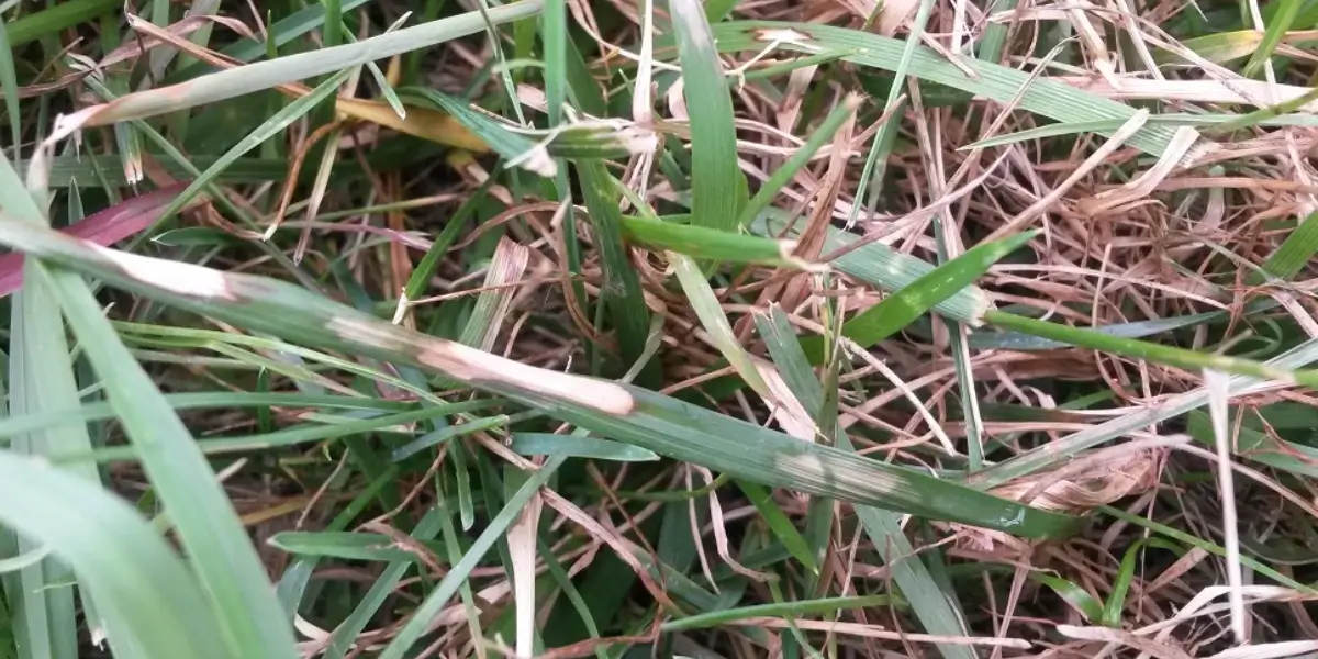 How to Spot Brown Patch Disease in York County & Lake Wylie, SC 