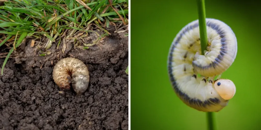 The Ultimate Guide to Grub and Armyworm Defense in SC Lawns