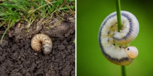 The Ultimate Guide to Grub and Armyworm Defense in SC Lawns