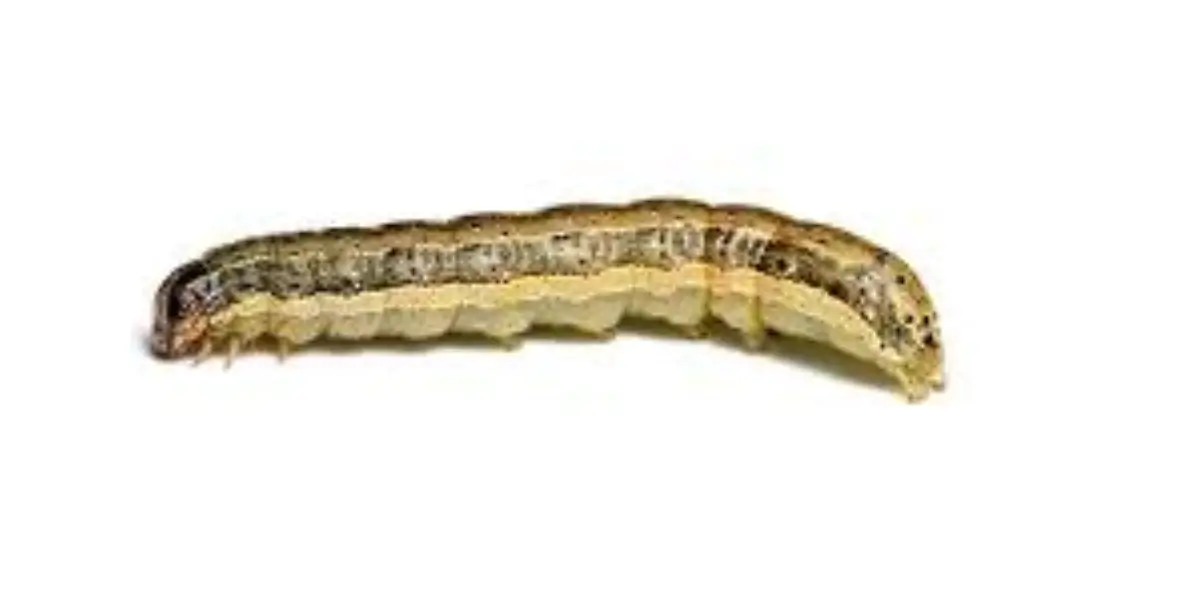 What Are Armyworms 