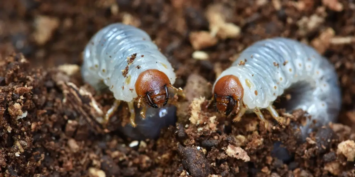 What Are Grubs and Why Are They a Problem 
