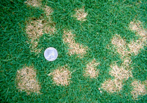 Dollar Spot Fungus