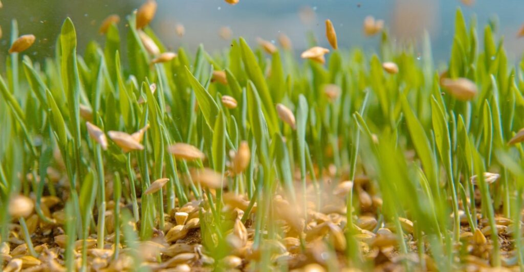 Lawn Overseeding