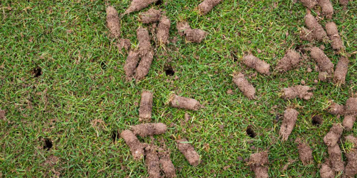 Soil plugs after core lawn aeration