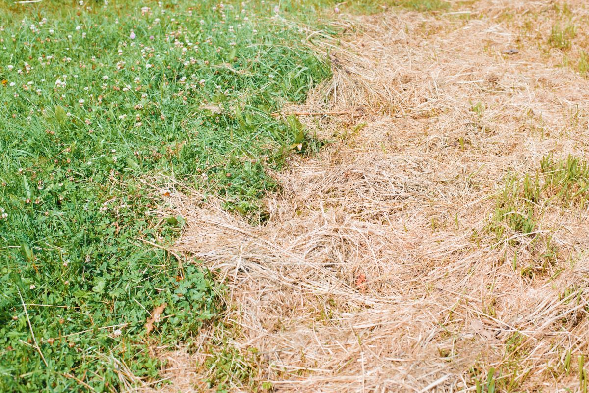 weed and feed