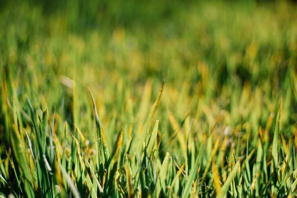 why is my lawn yellow after winter