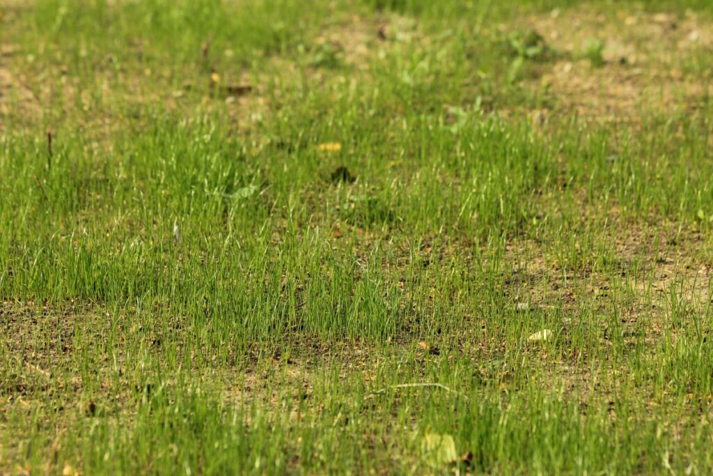 is weed and feed bad for my lawn