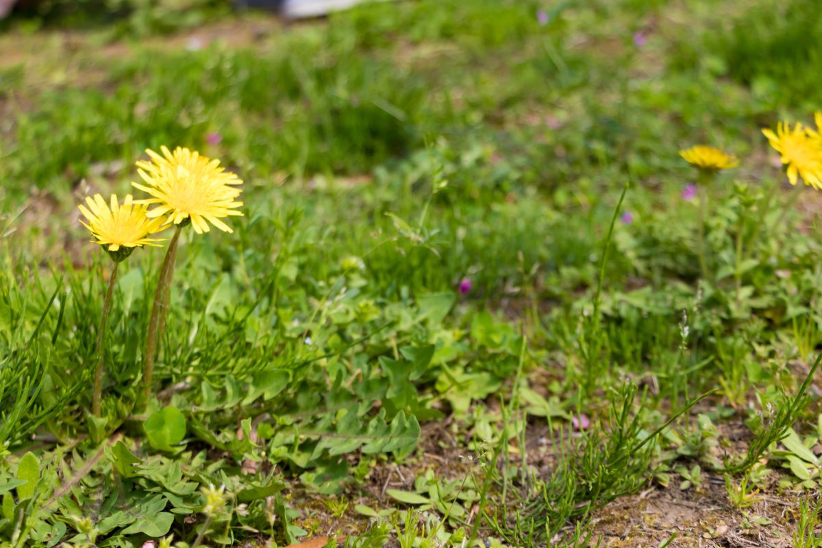 tips for killing lawn weeds