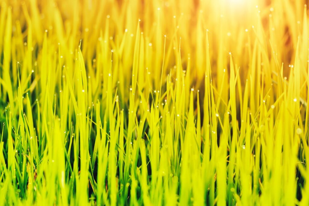 why is my lawn yellow after winter