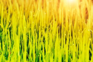 why is my lawn yellow after winter