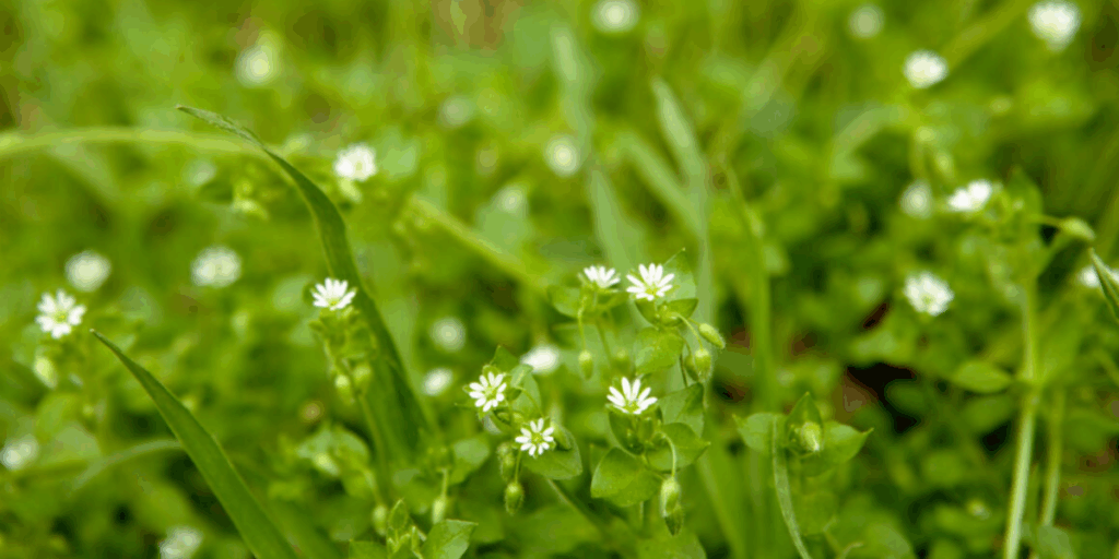 Chickweed