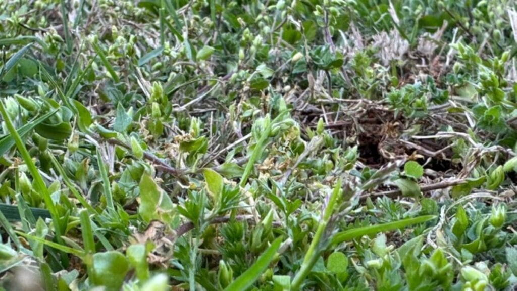 chickweed