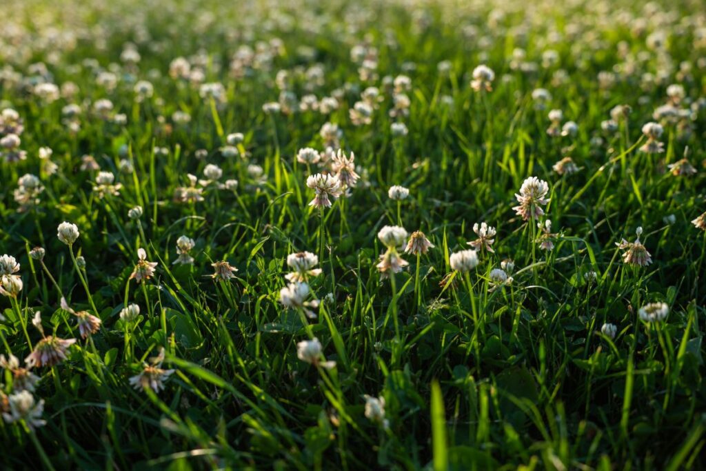 can you fix a lawn that is already full of weeds