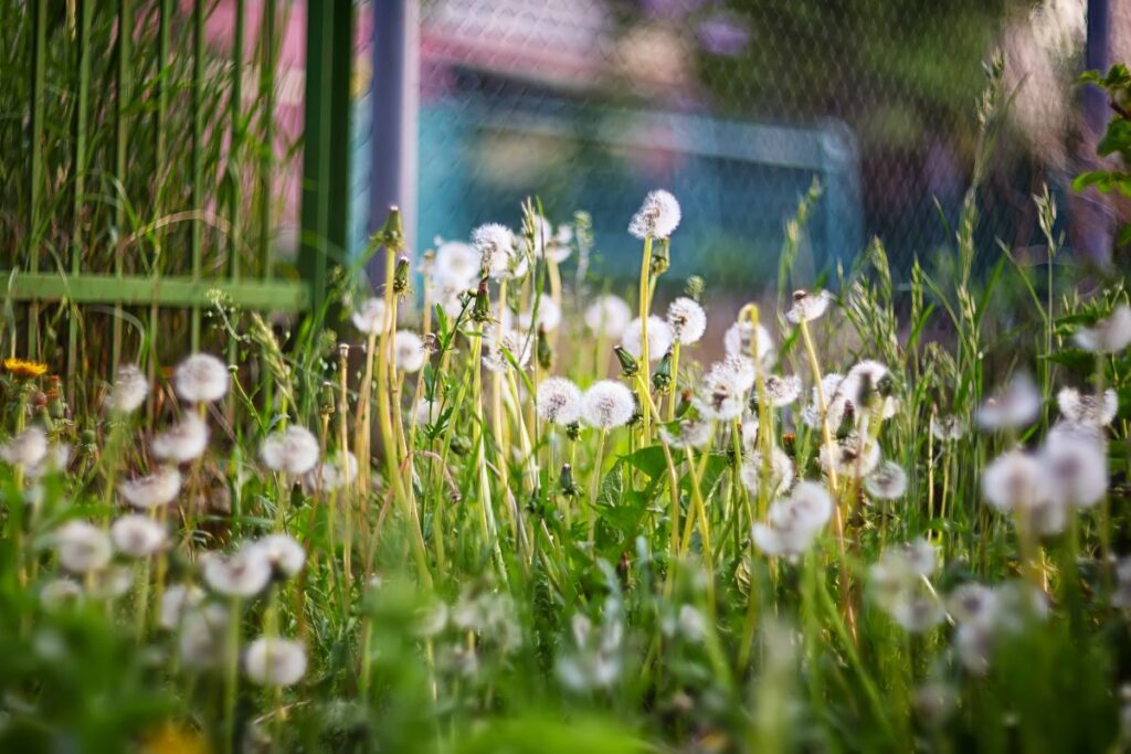 weeds after applying pre-emergent
