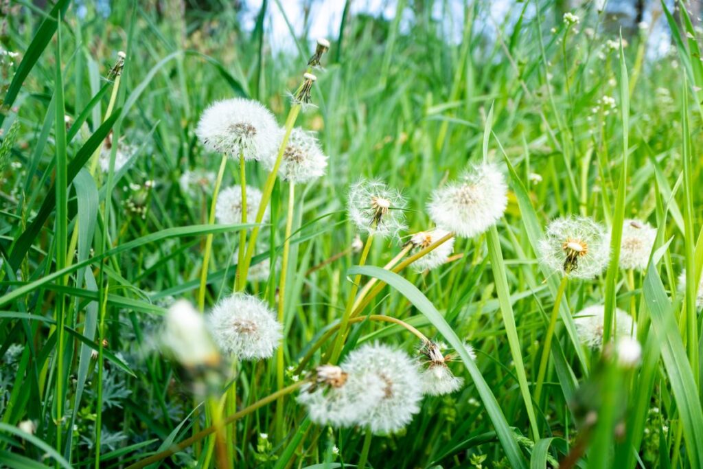 can you fix a lawn that is already full of weeds
