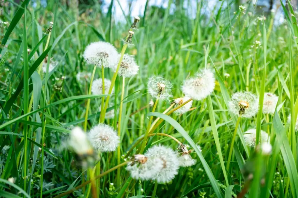can you fix a lawn that is already full of weeds