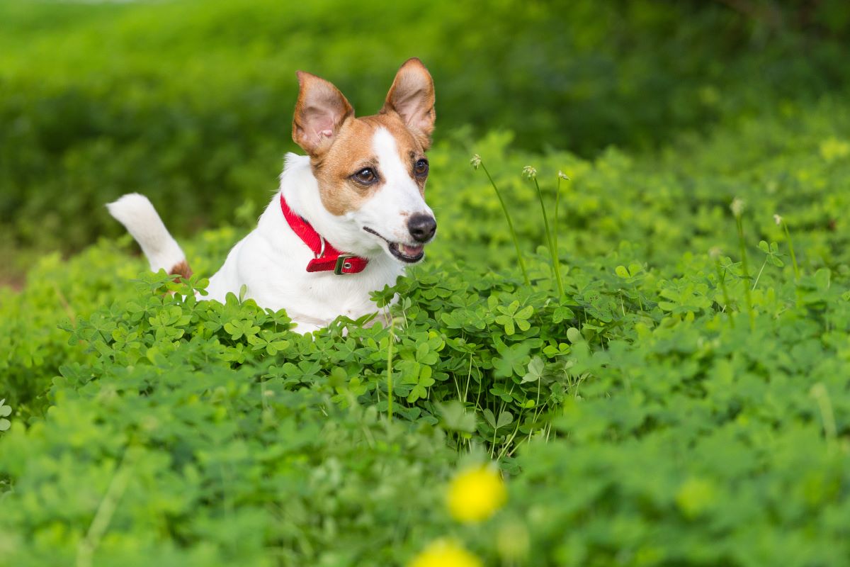 Can you fix a lawn that is already full of weeds?