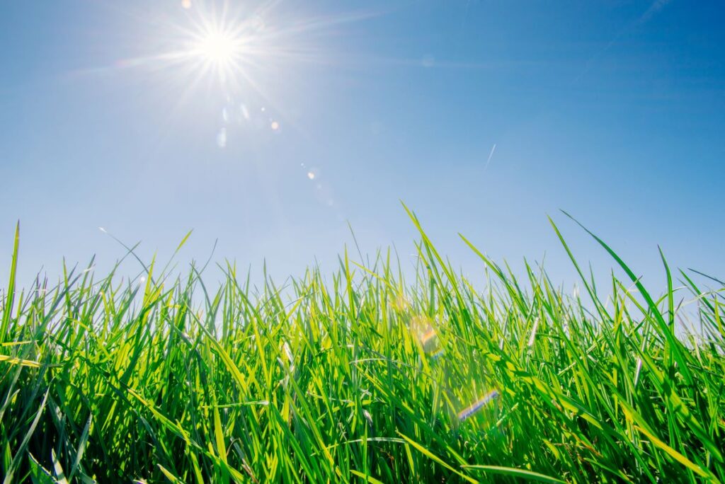 lawn care during drought conditions