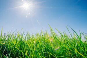 lawn care during drought conditions