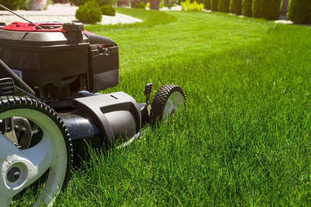 lawn care during drought conditions