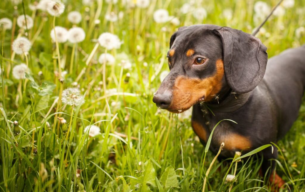 can you fix a lawn that is already full of weeds