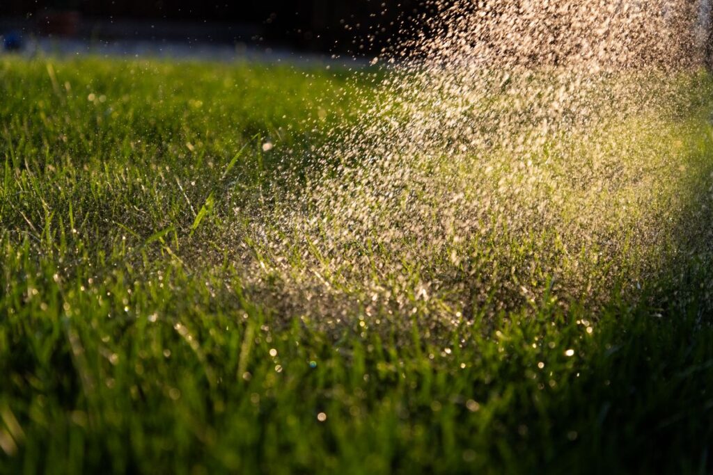 lawn care during drought conditions