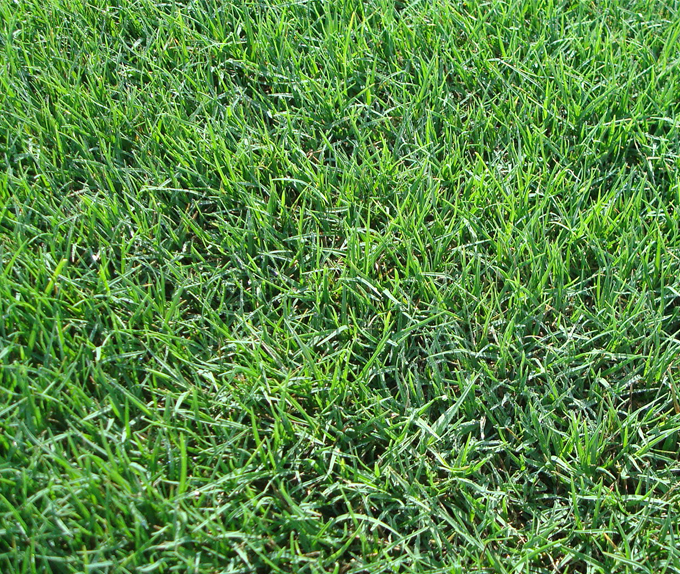 Bermudagrass lawn in York County, South Charlotte, and Gaston County