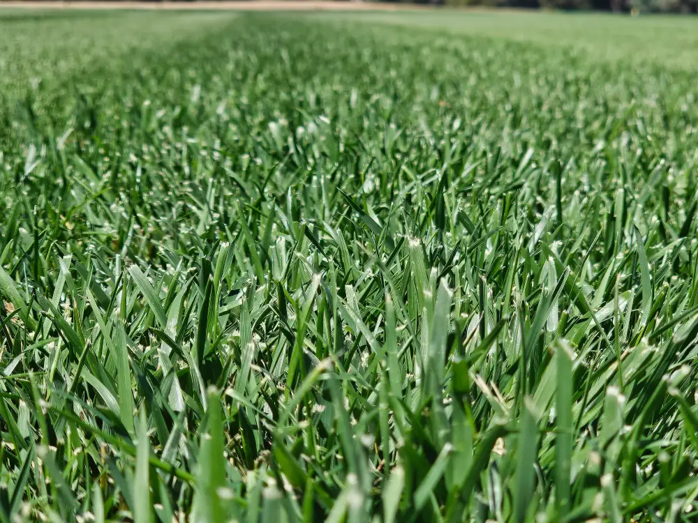 Tall Fescue lawn in South Charlotte and York County