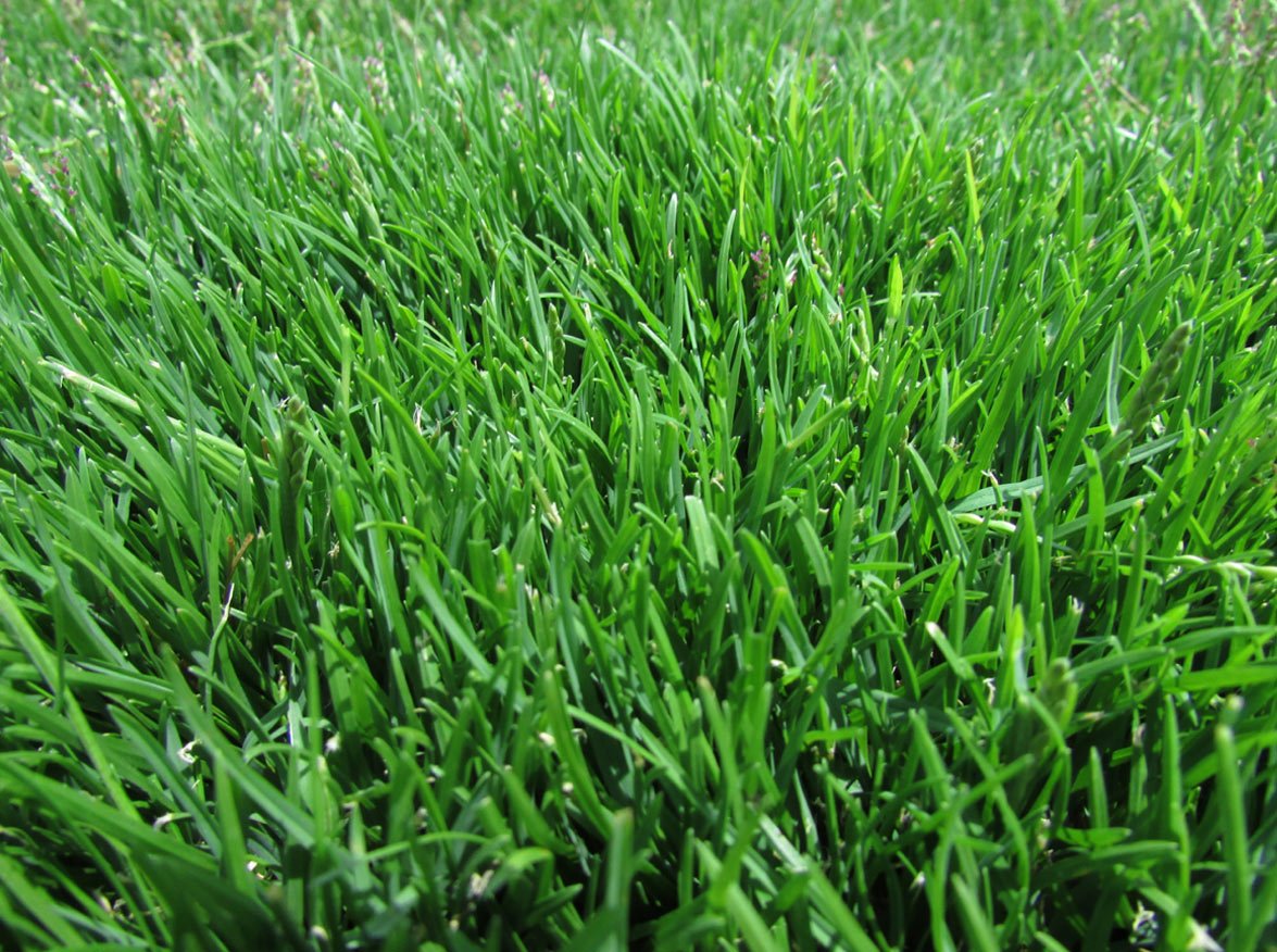Emerald Zoysia lawn in the Carolinas