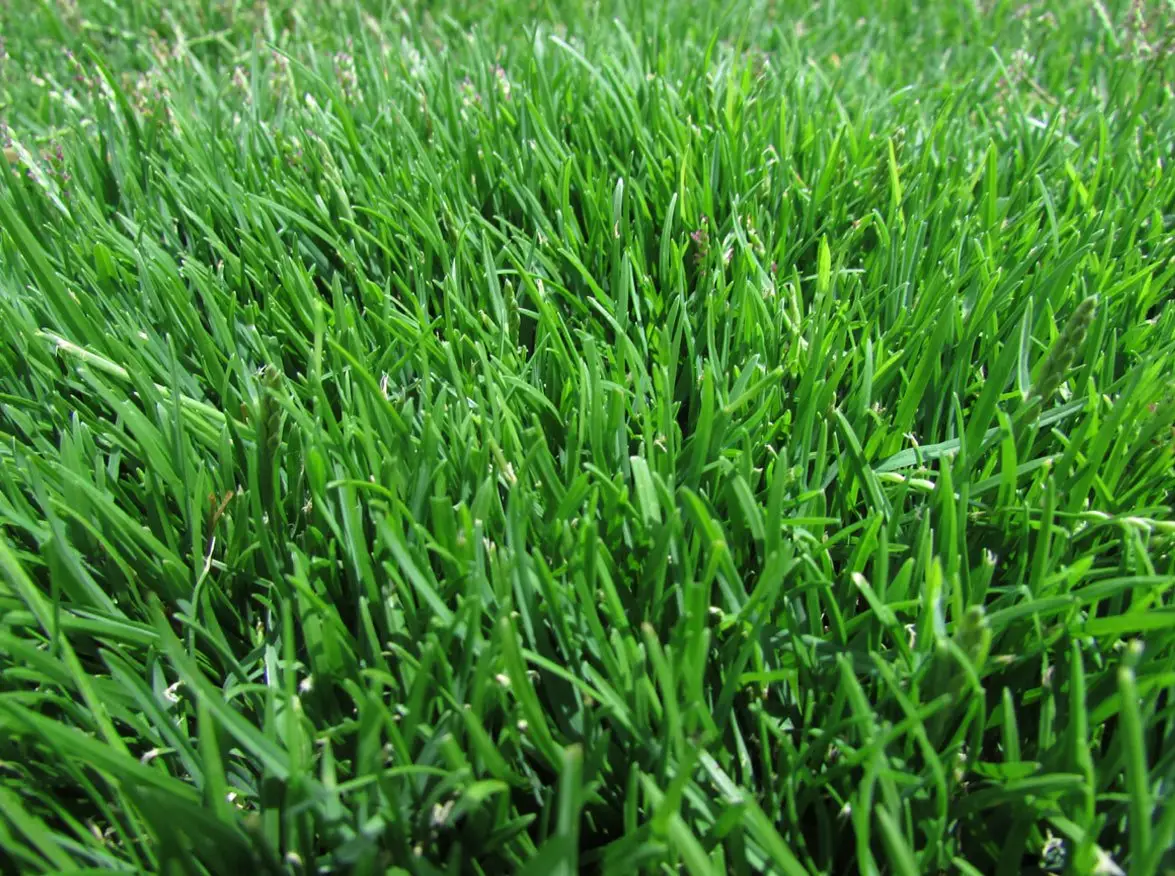 Emerald Zoysia grass lawn