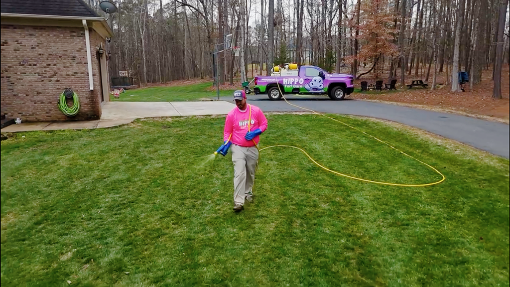local lawn care company Hippo Turf Care spraying yard and assessing for lawn fungus after rain