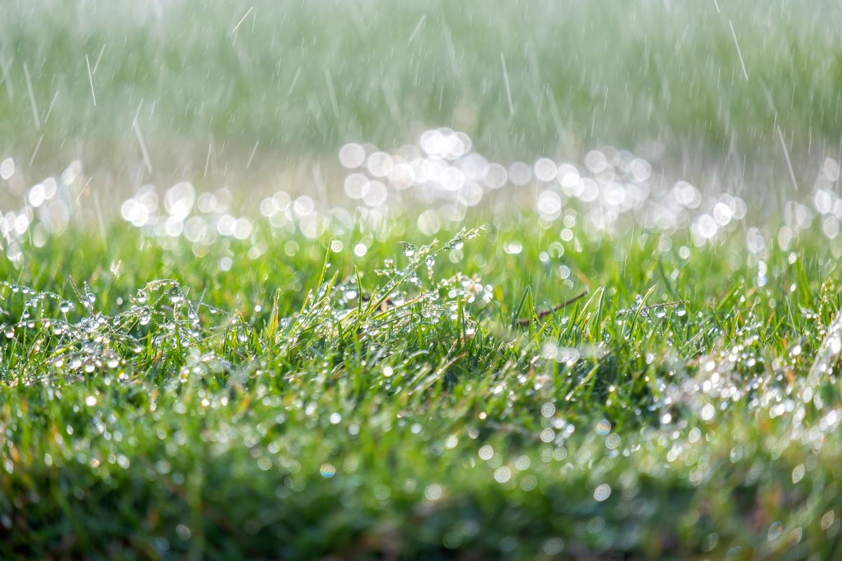 rain on lawn - watch for lawn fungus after rain