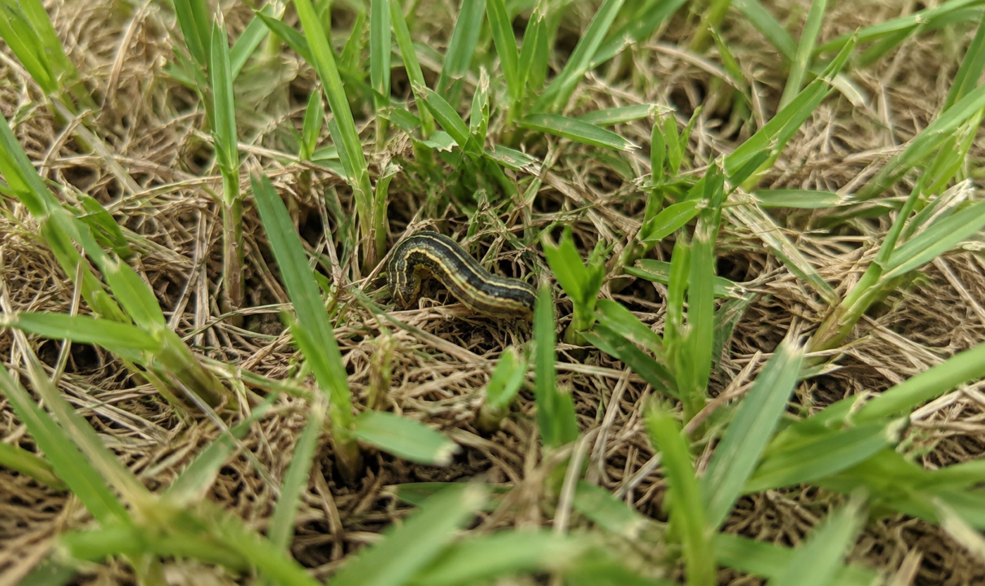 armyworms in lawns