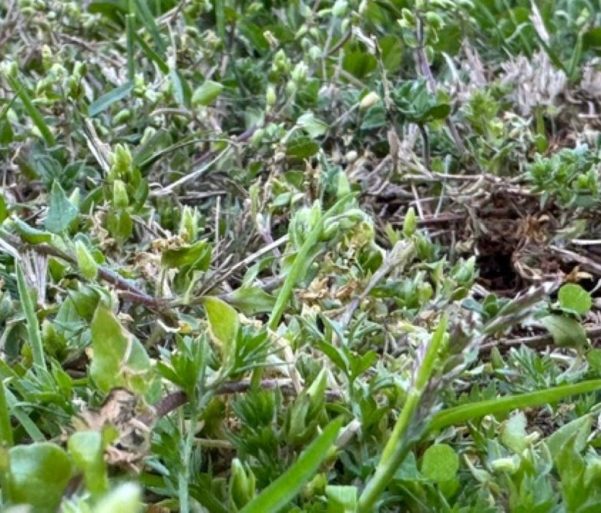chickweed